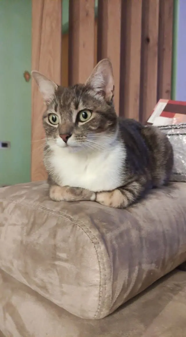 gatta lost   10034 Chivasso Sally