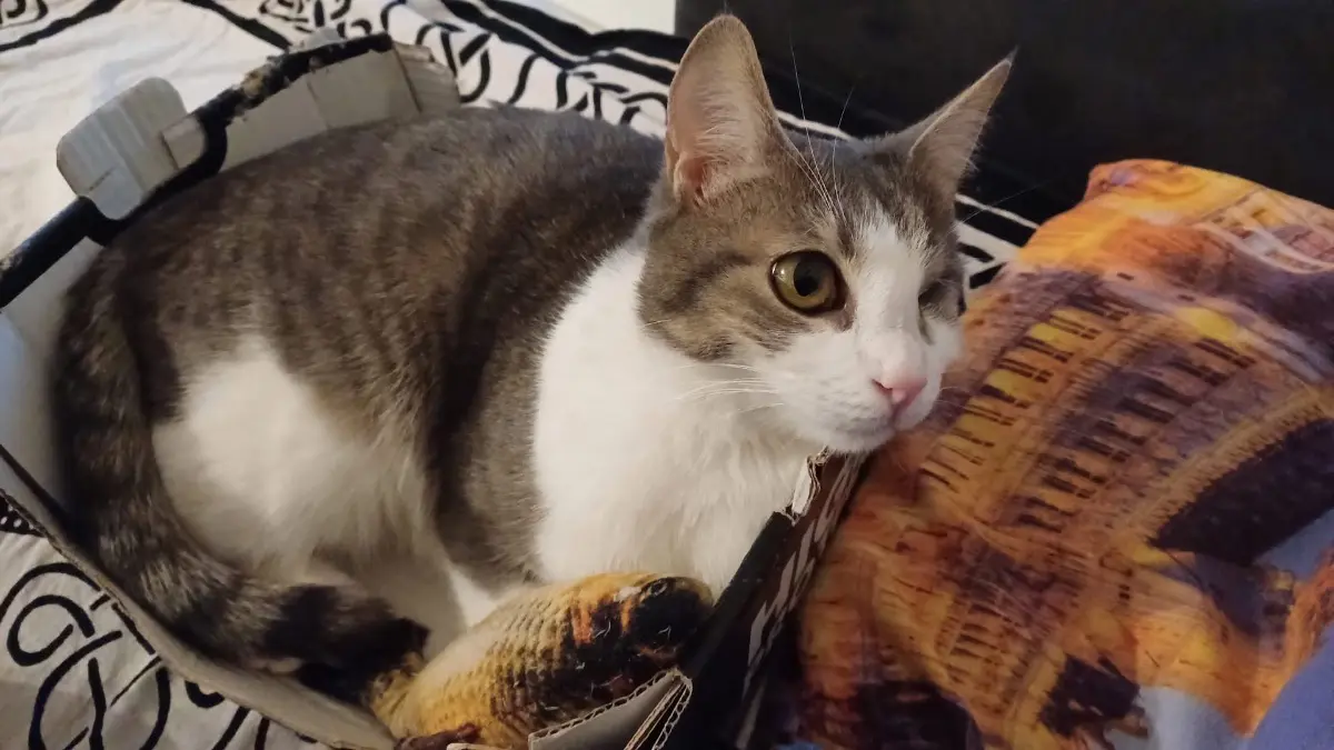 gatta lost    Rivalta di Torino Siso