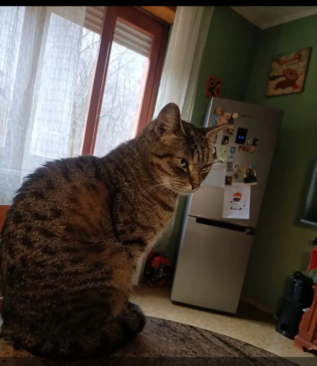 gatta lost    Sangano Tigre