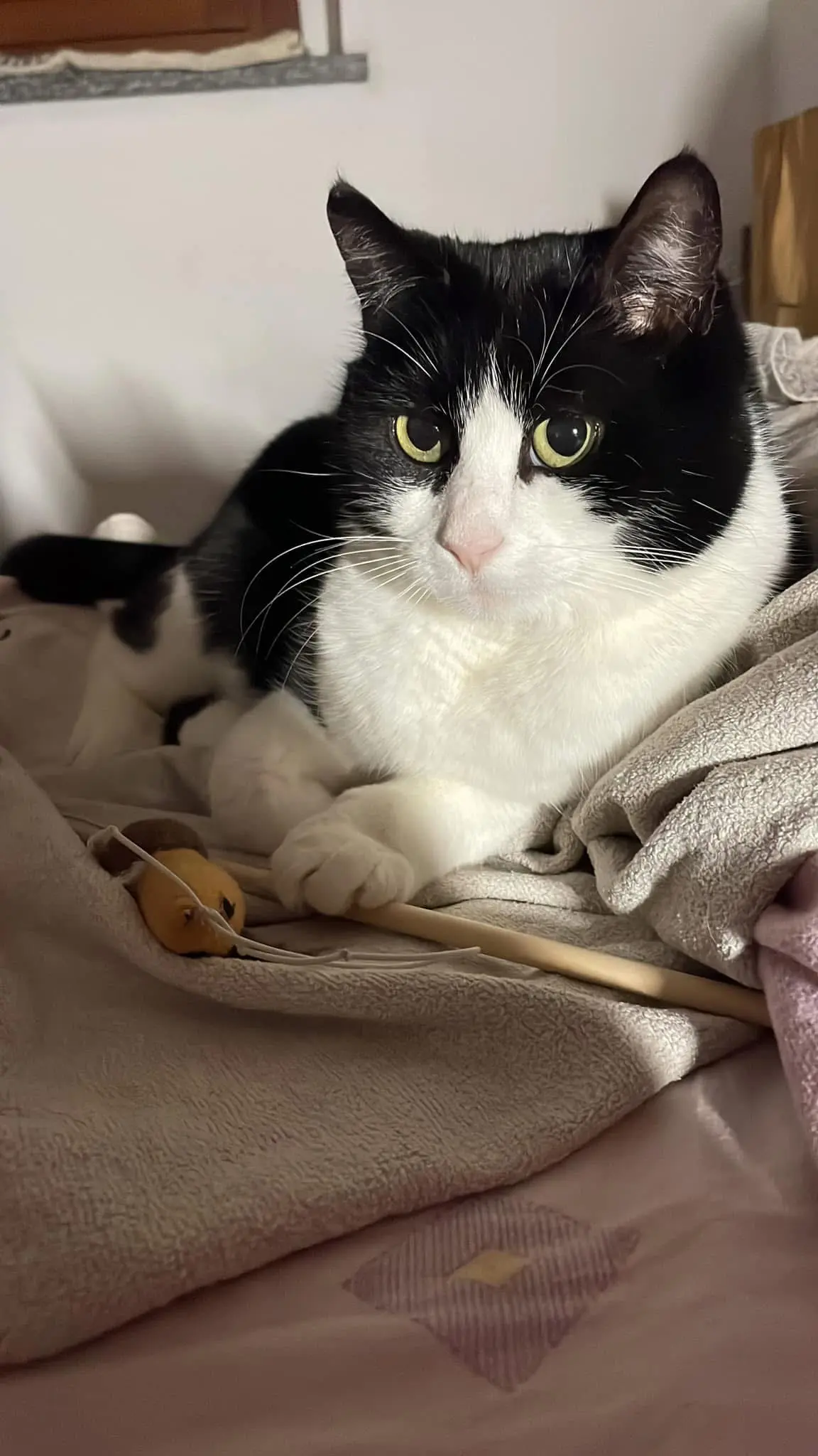 gatta lost    Turin Alfa