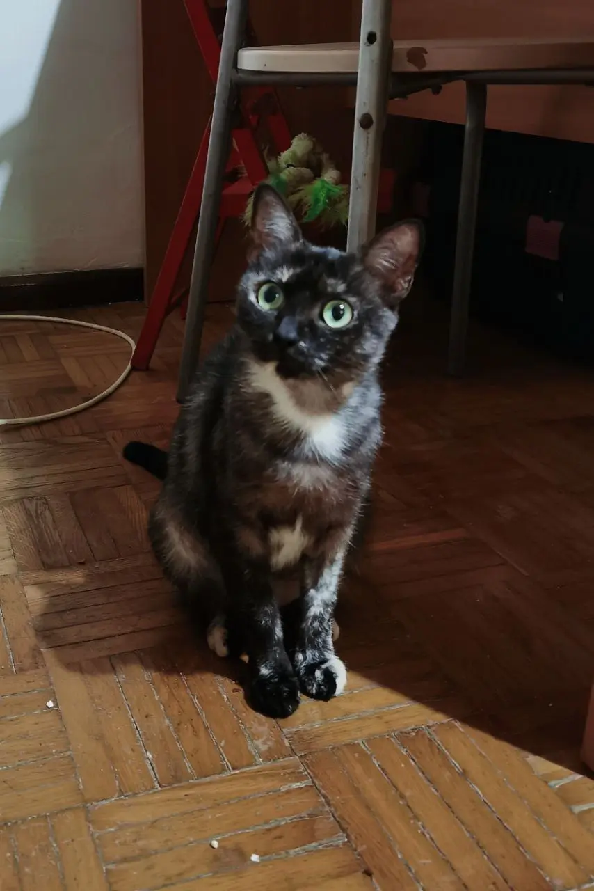 gatta lost    Turin Carlotta