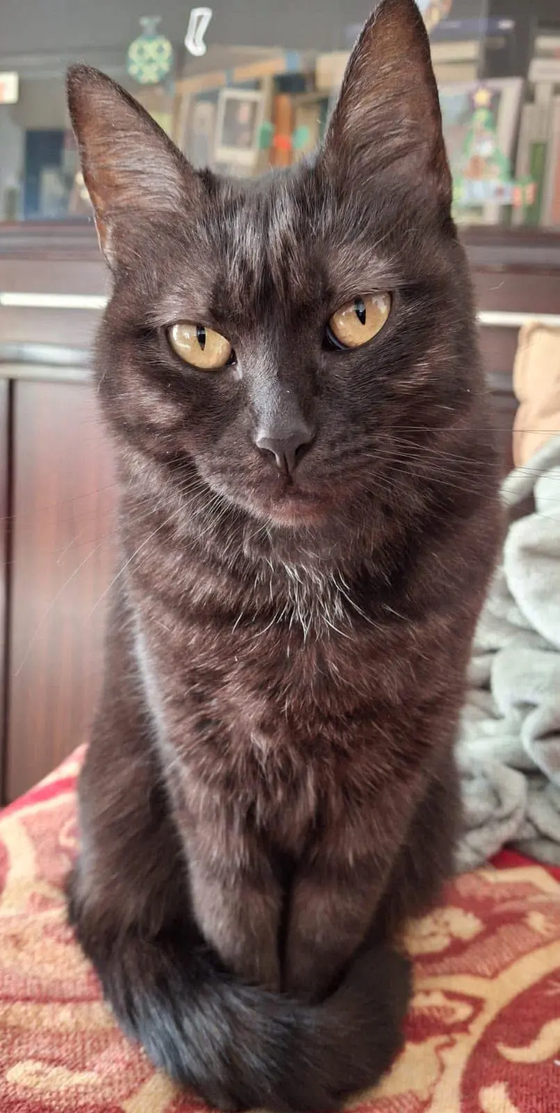 gatta lost    Turin Corvina