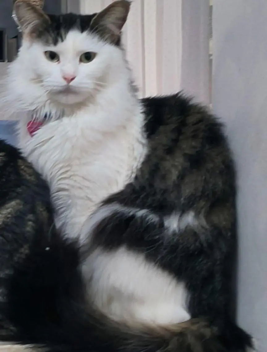 gatta lost    Turin Deasy