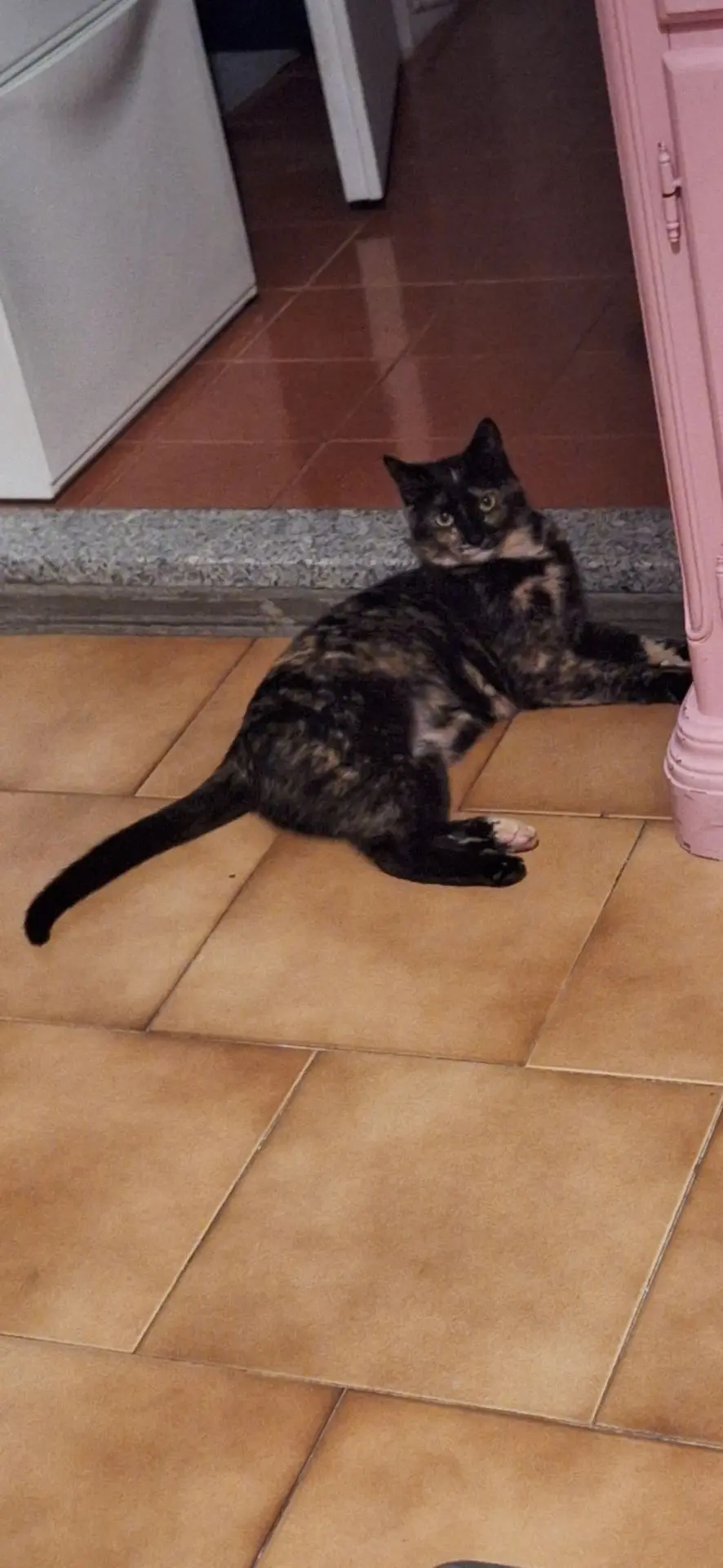 gatta lost    Turin Kelly