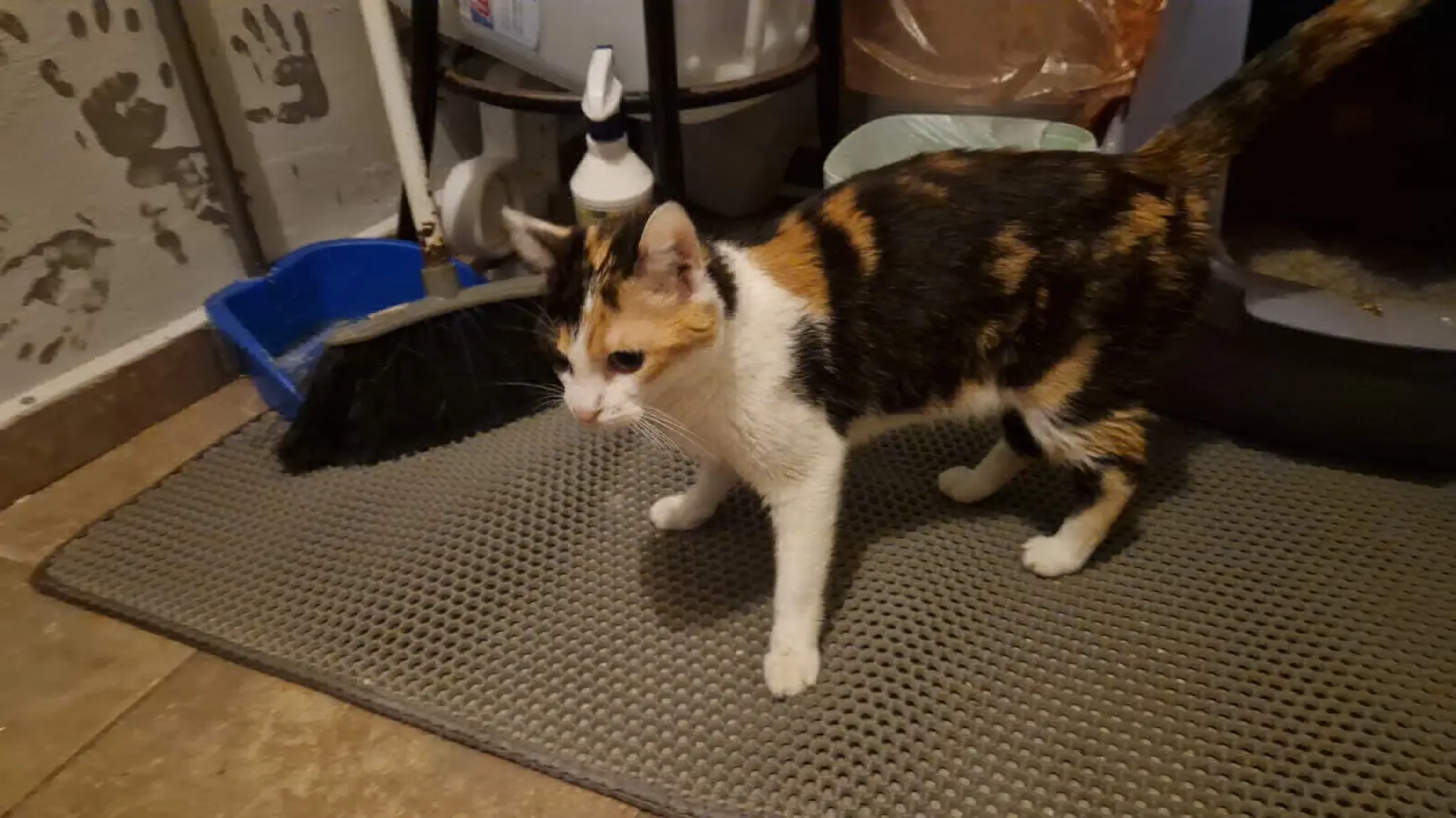 gatta lost    Turin Mau