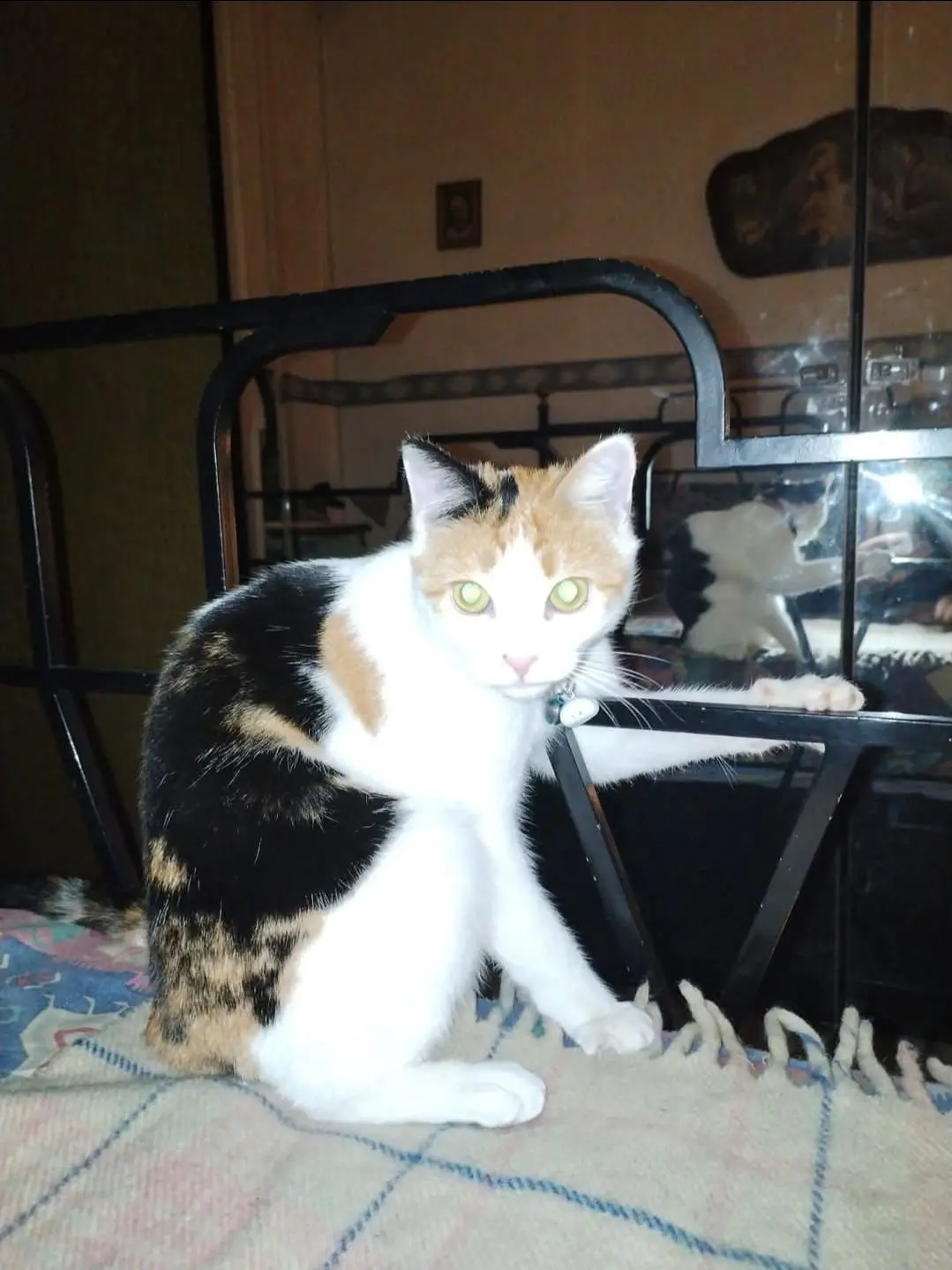 gatta lost    Turin Micia