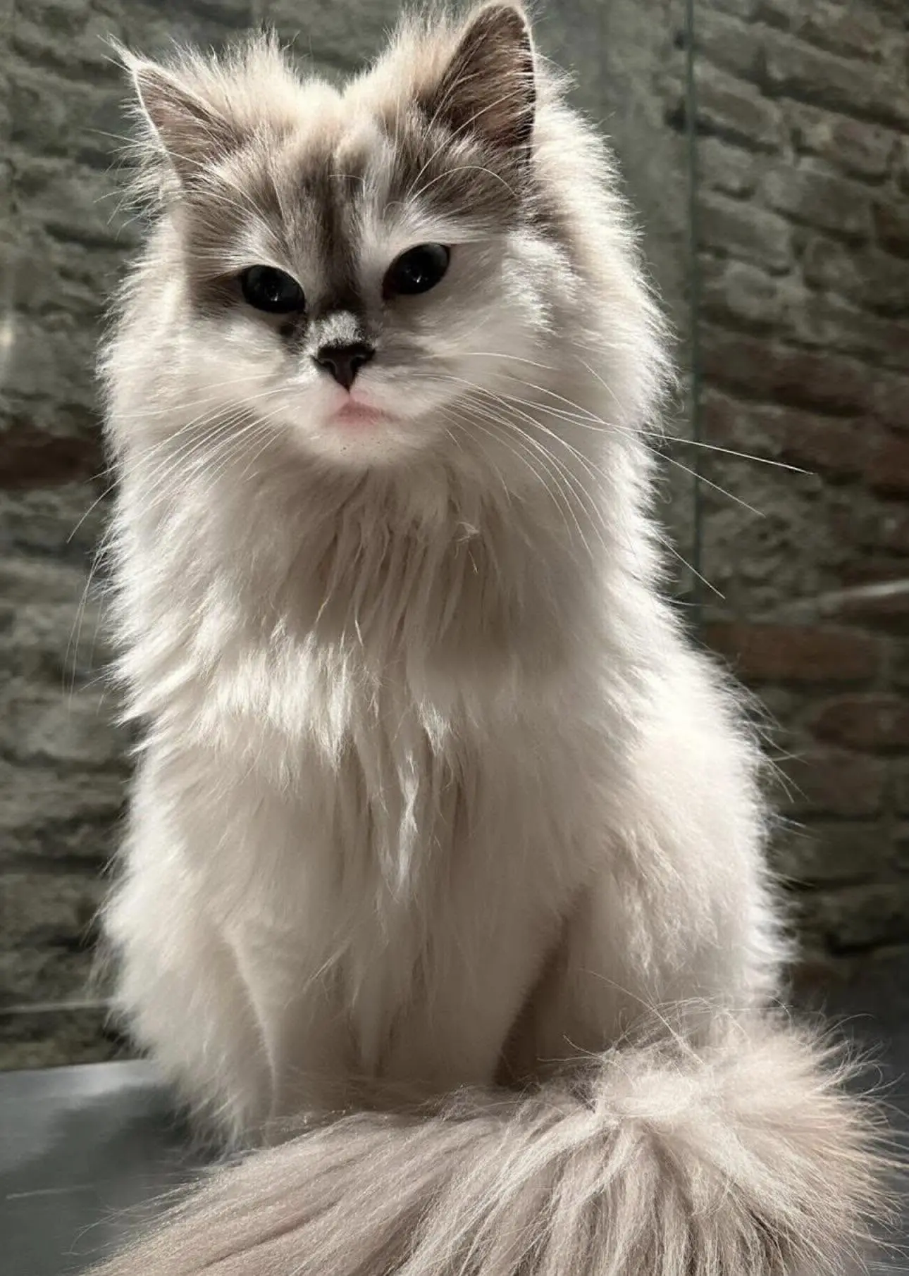 gatta lost    Turin Nana