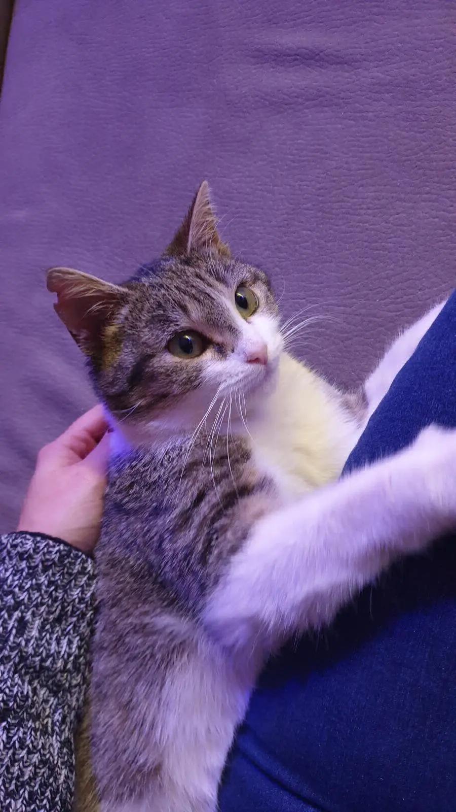 gatta lost    Turin Penny