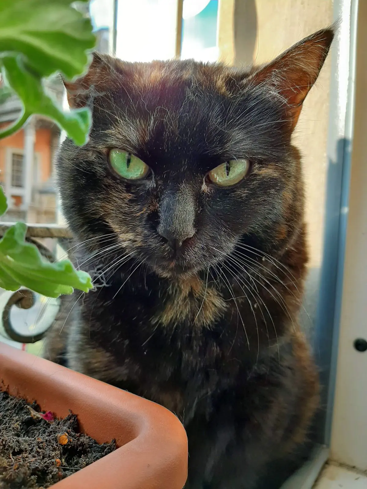 gatta lost    Turin Puma