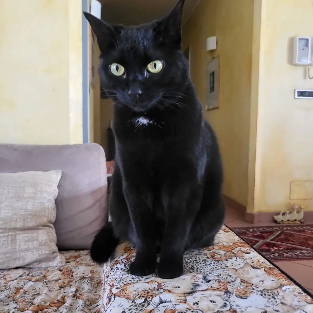 gatta lost    Turin Teresa