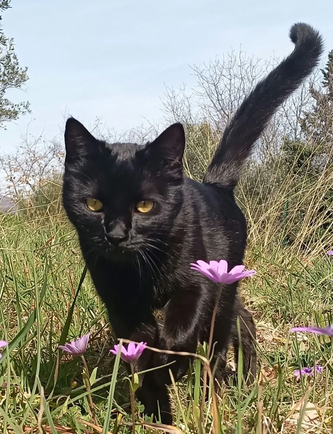 gatta lost   05030 Montefranco Lana