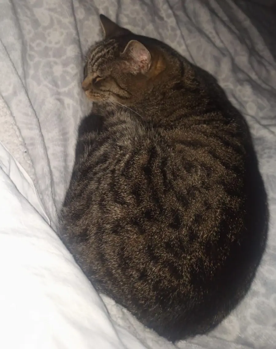 gatta lost   05021 Acquasparta Mimi