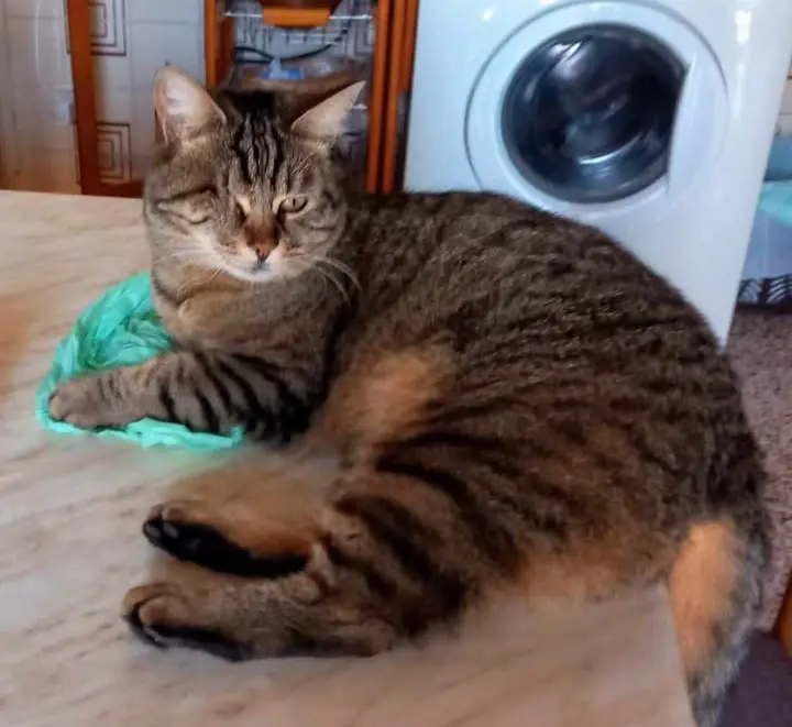 gatta lost   05018 Orvieto Scontrosina