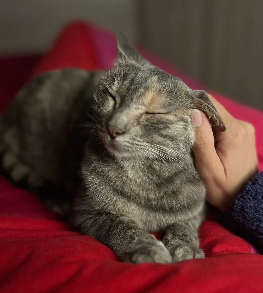 gatta lost   05100 Terni Coco