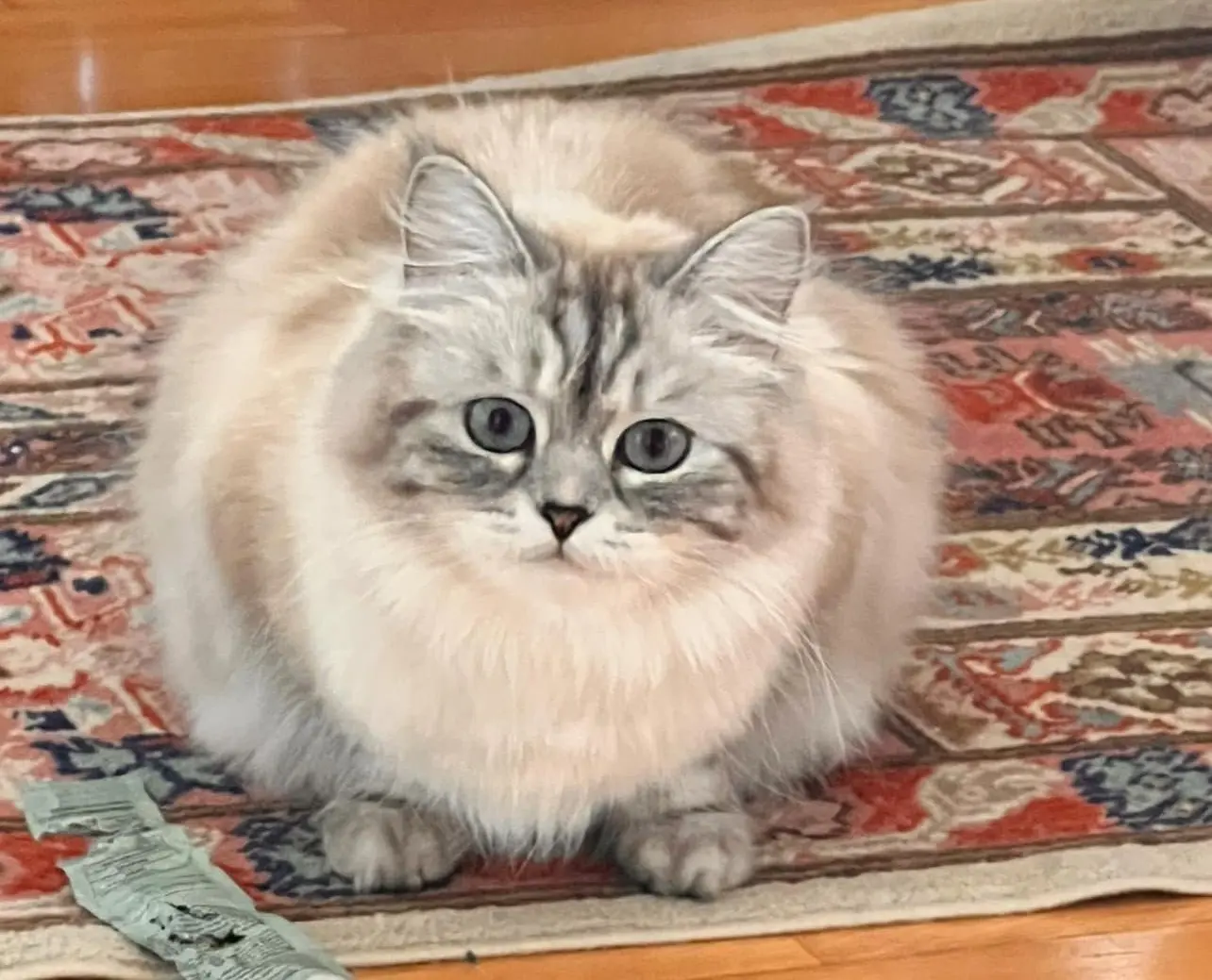 gatta lost   05100 Terni Ivy