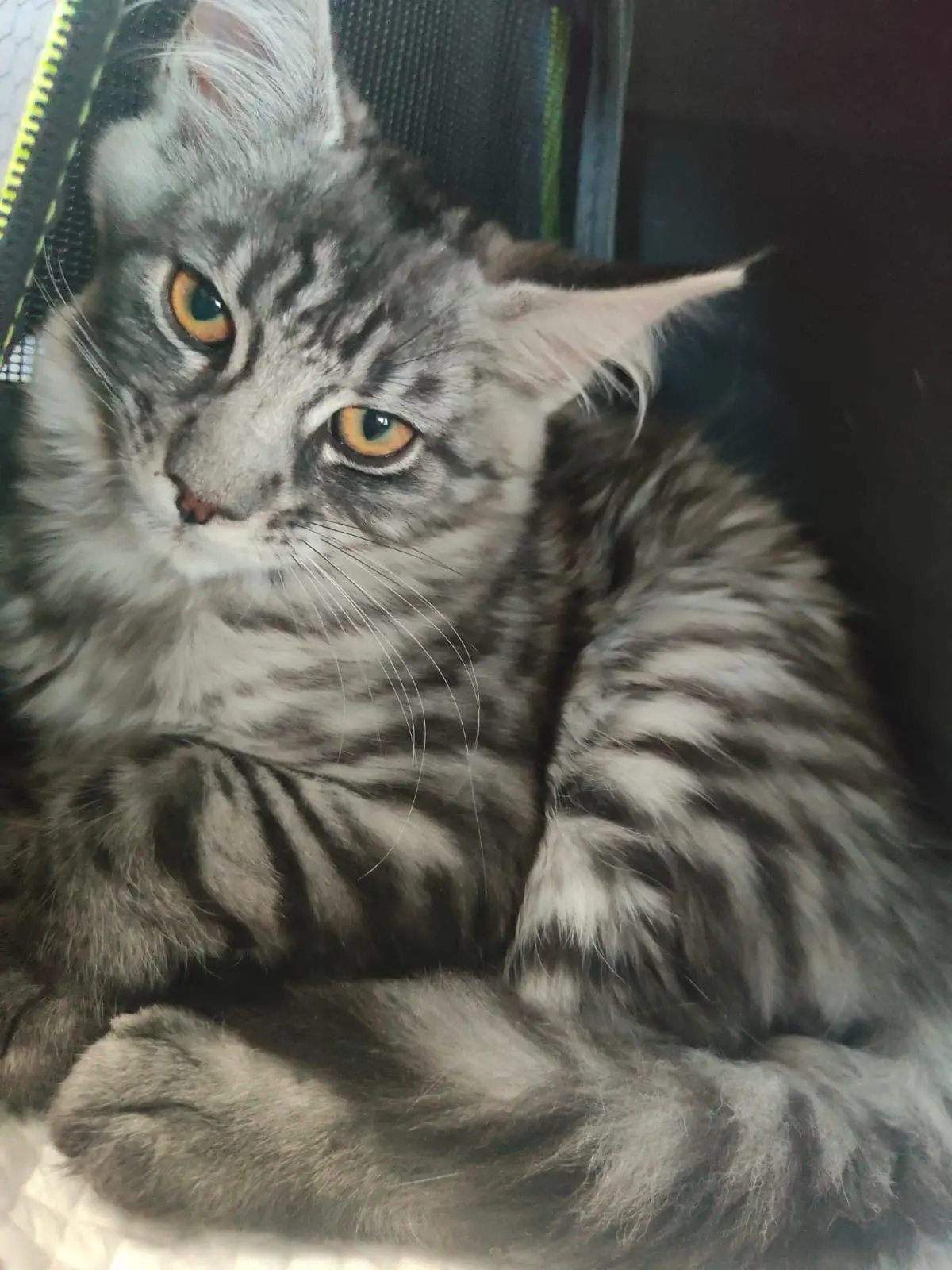 gatta lost   05100 Terni Malfada