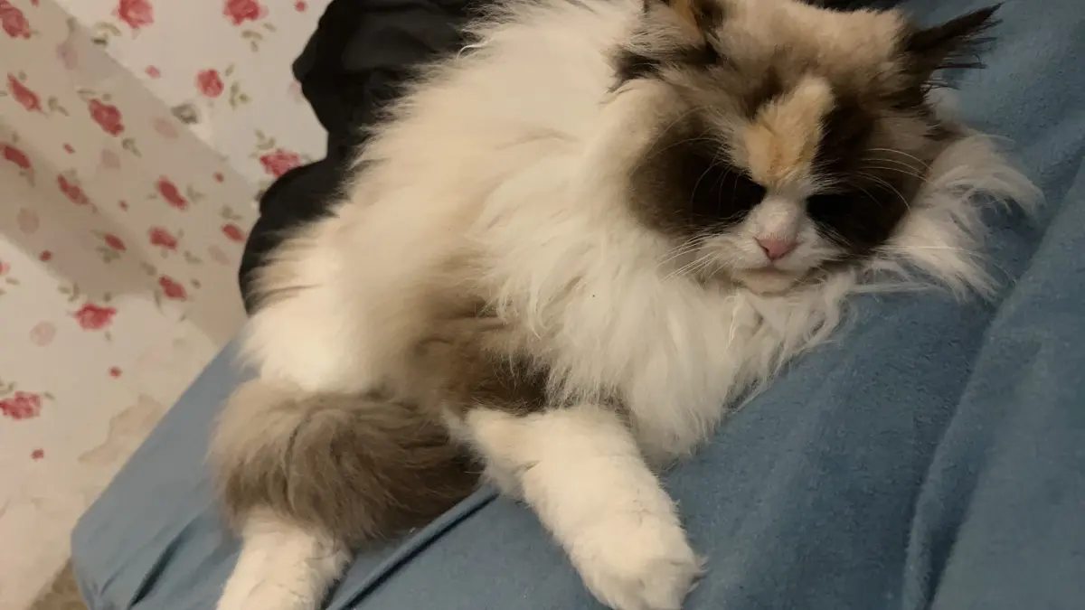 gatta lost   05100 Terni Mia