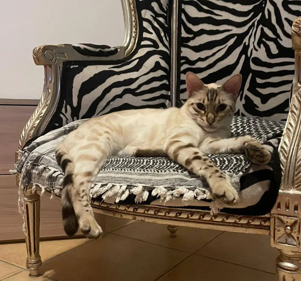 gatta lost   05100 Terni Nina