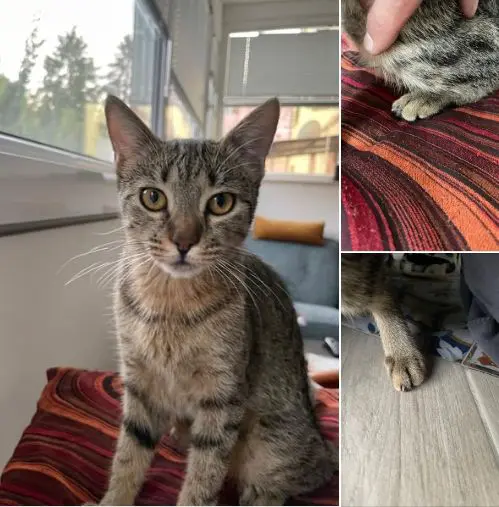 gatta lost   05100 Terni Zoe