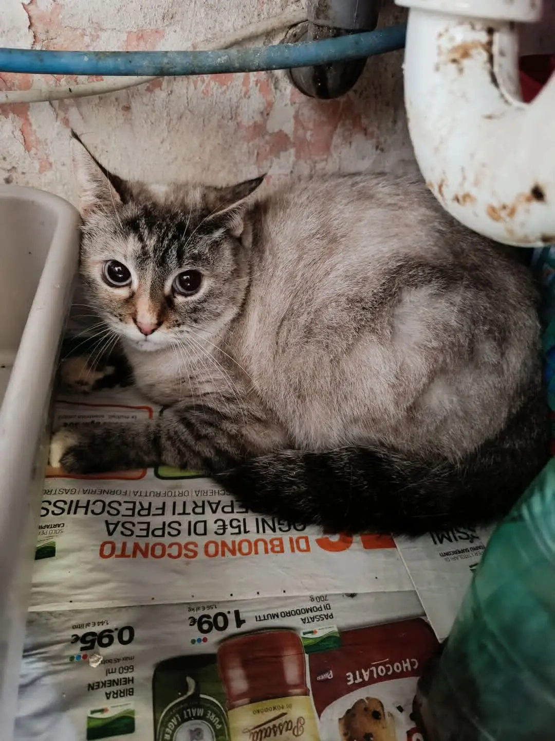 gatta lost   05029 San Gemini Tiffany