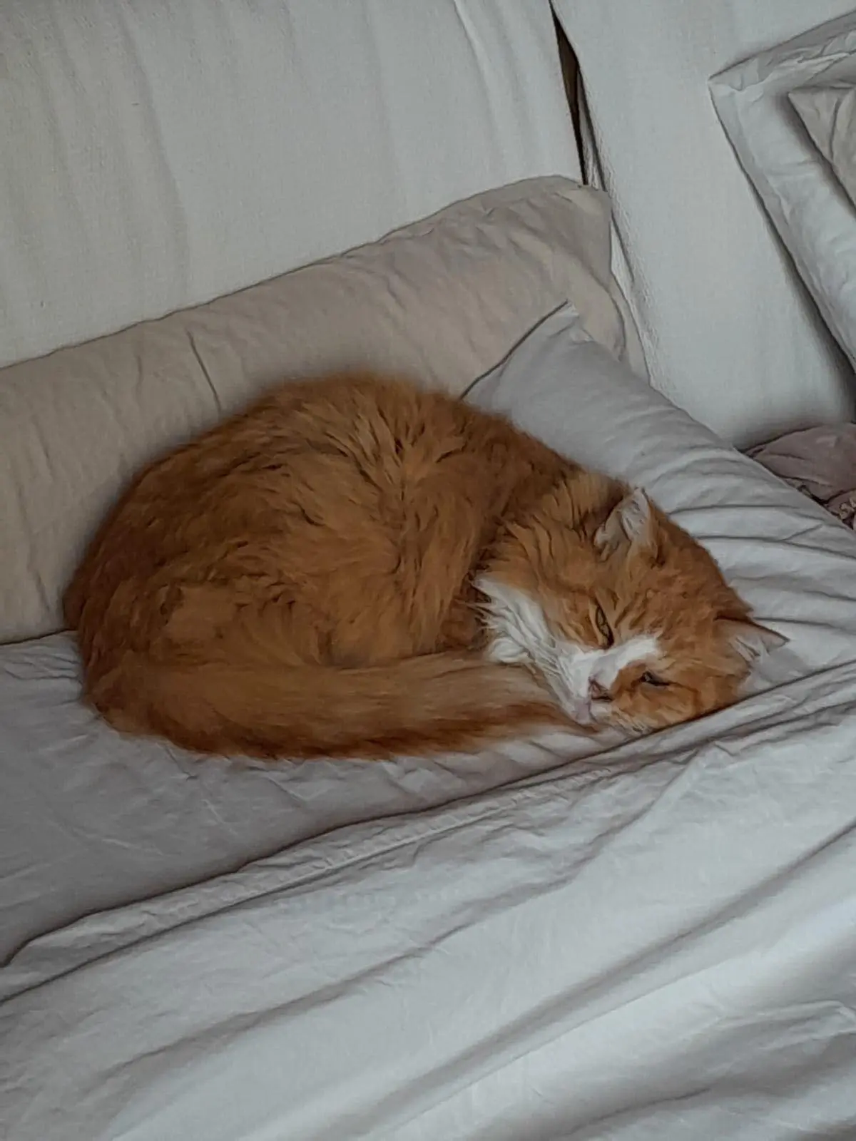 gatta lost   34010 Sgonico / Zgonik Emily