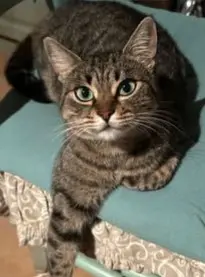 gatta lost   34121-34151 Trieste Atesh