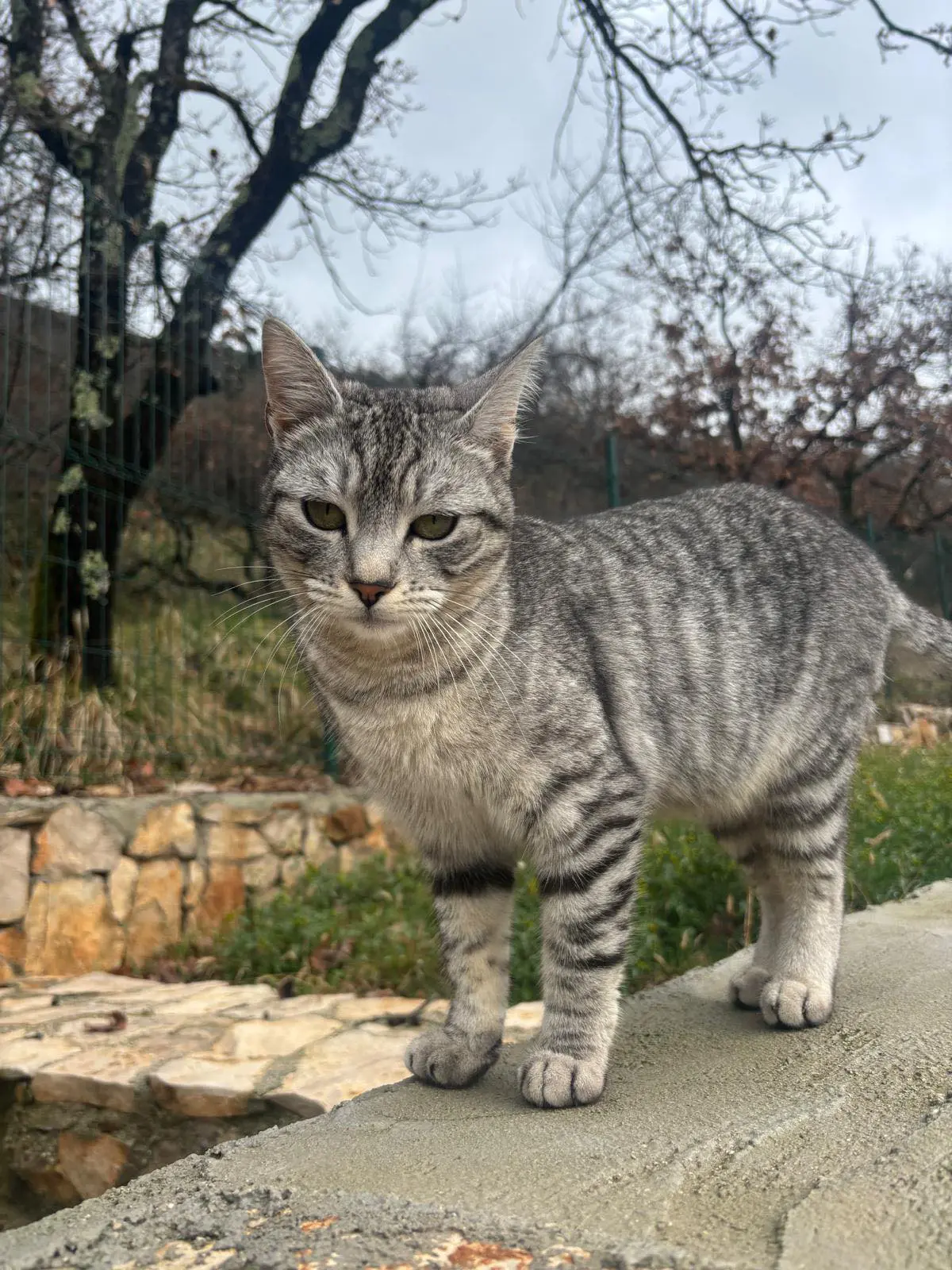 gatta lost   34121-34151 Trieste Glera