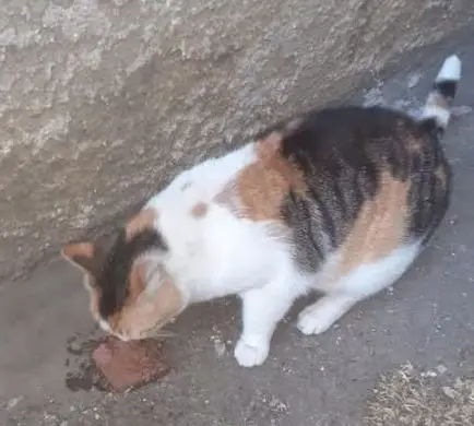 gatta lost   34121-34151 Trieste Greta