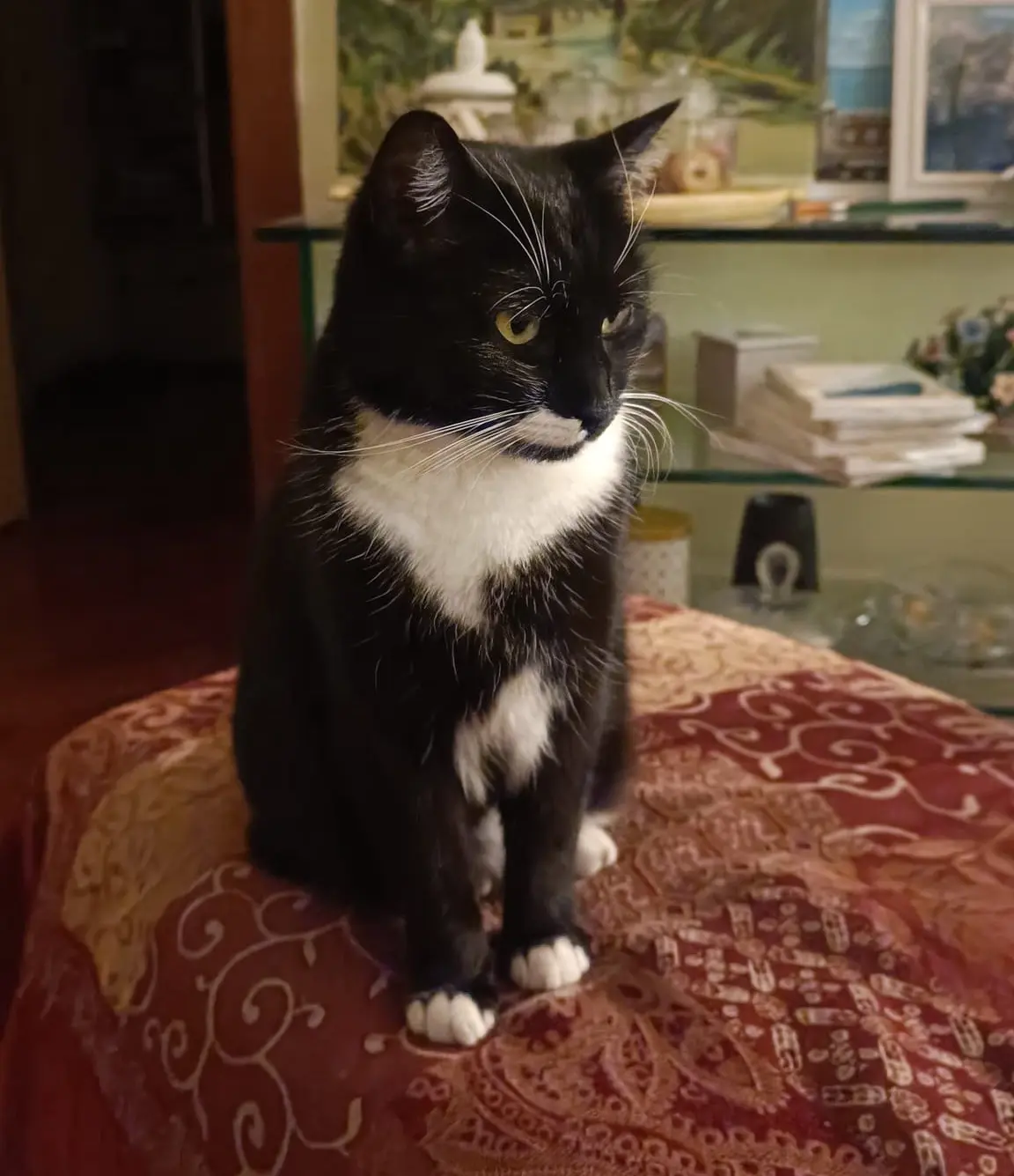 gatta lost   34121-34151 Trieste Luna