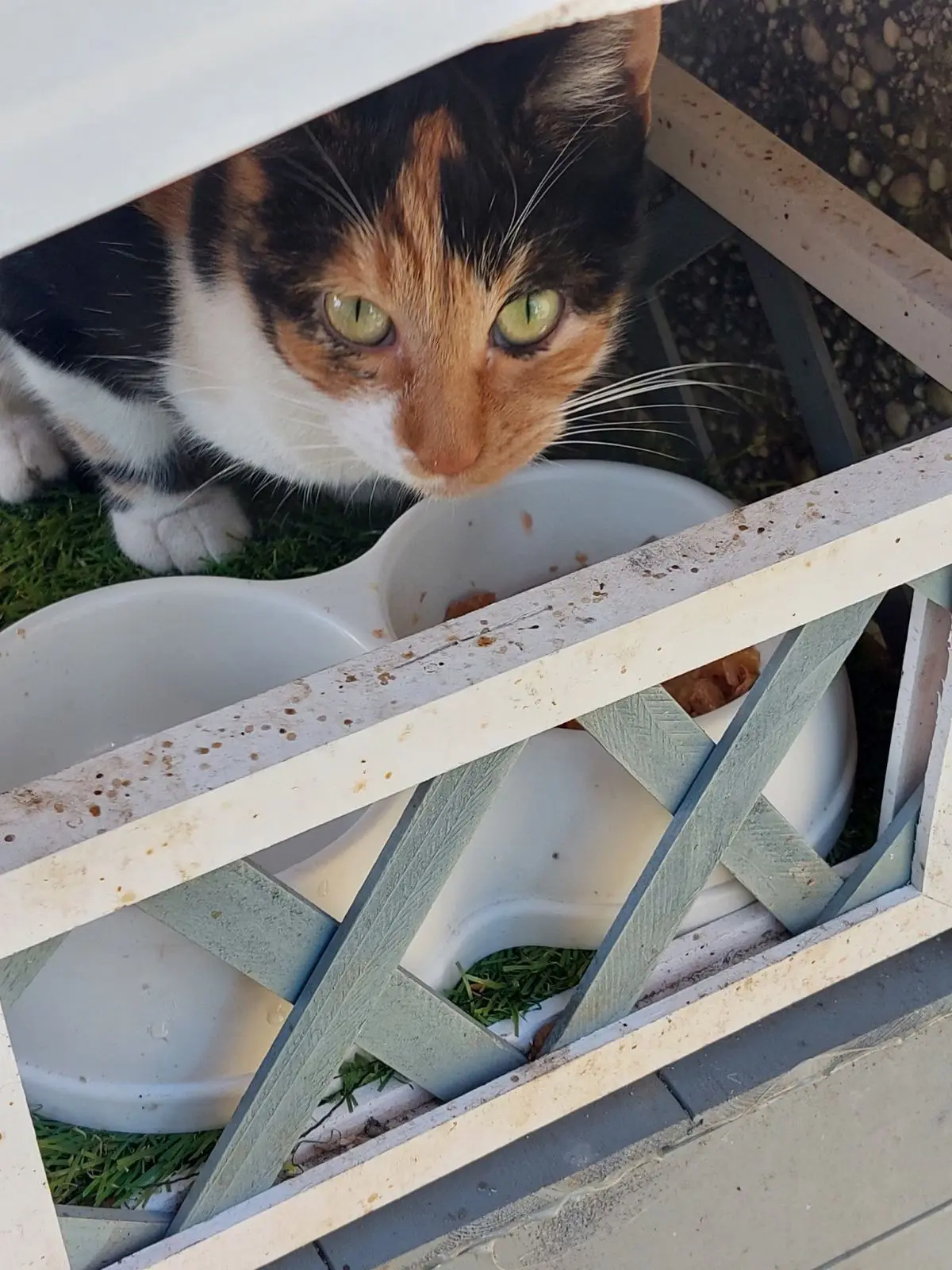 gatta lost   34121-34151 Trieste Nina