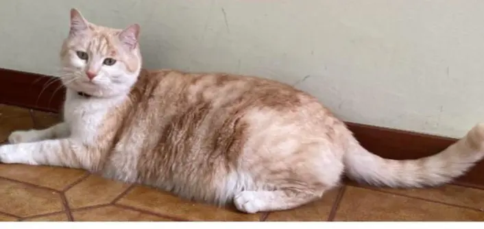 gatta lost   34121-34151 Trieste Olly