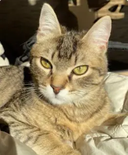 gatta lost   31046 Oderzo Effy