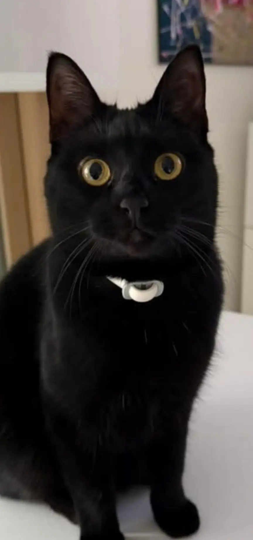 gatta lost   31046 Oderzo Micia