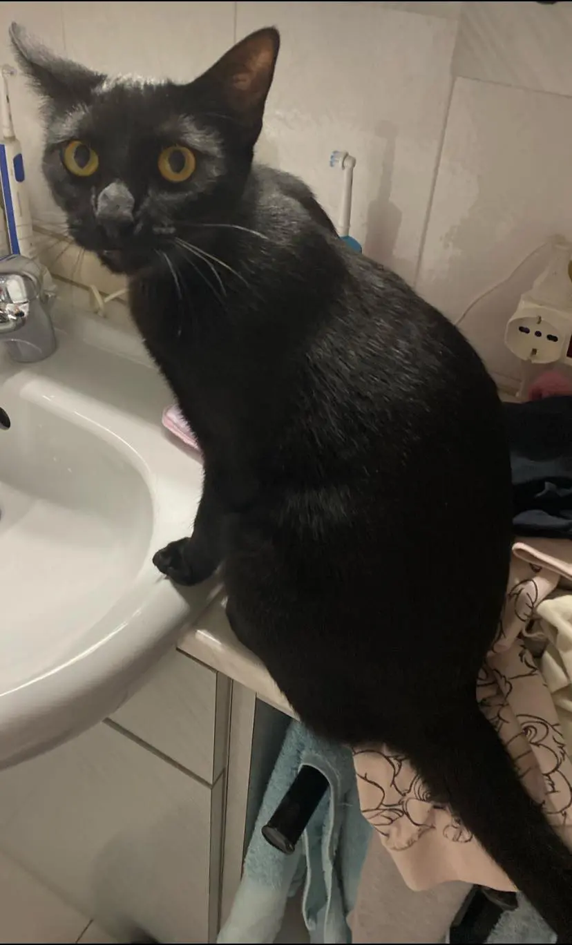 gatta lost   31035 Crocetta del Montello Panty