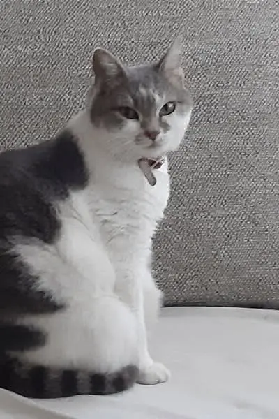 gatta lost   31046 Oderzo Perla