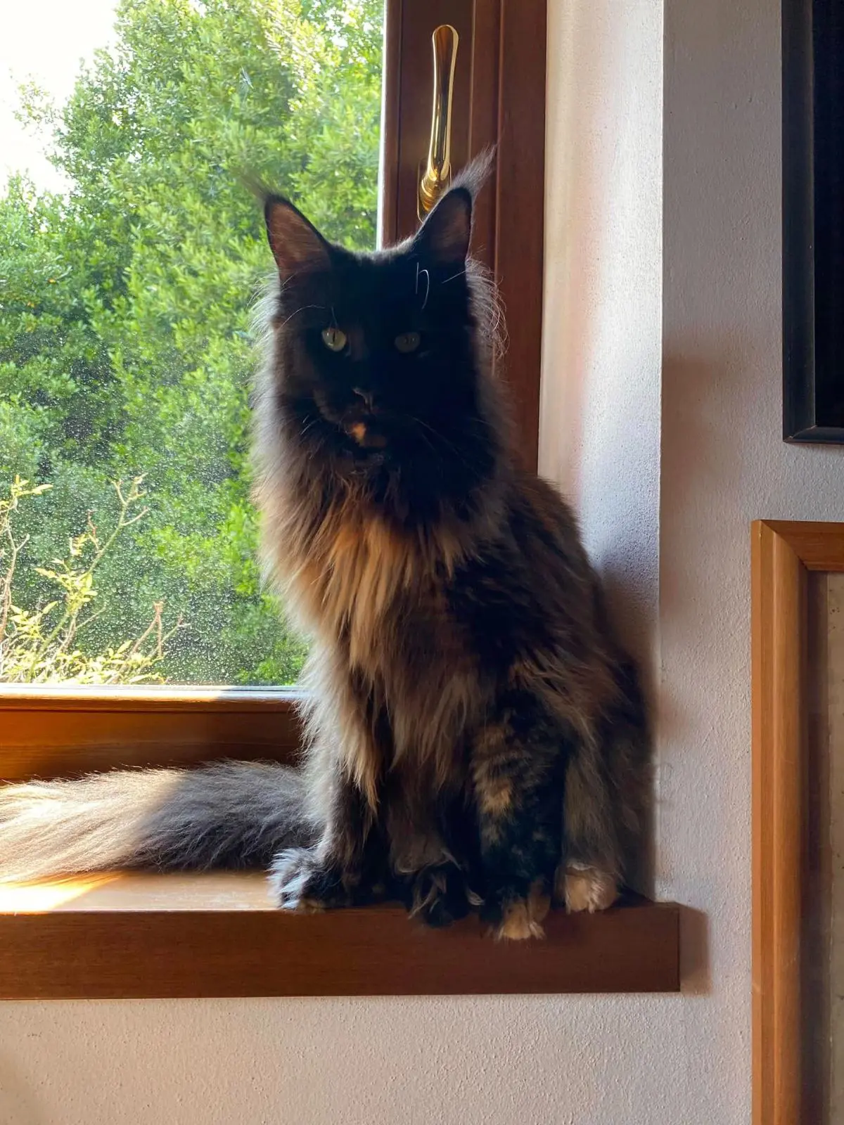 gatta lost   31016 Cordignano Rubina o ruby