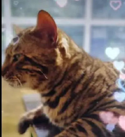 gatta lost   33043 Cividale del Friuli Amir