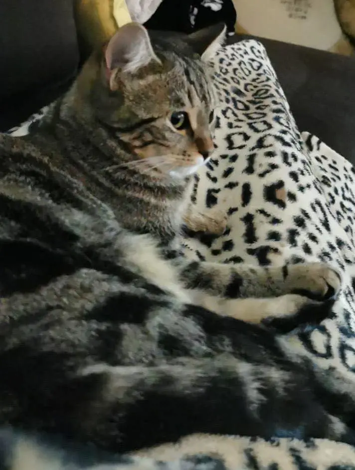 gatta lost   33054 Lignano Sabbiadoro / Lignan Bea