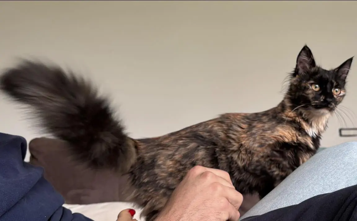 gatta lost   33010 Treppo Grande / trep Grant Benny