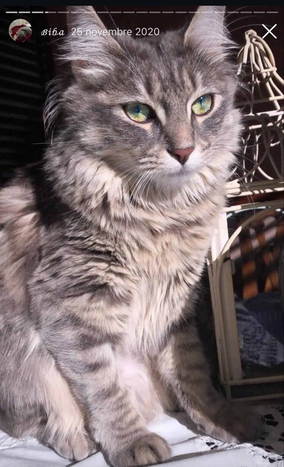 gatta lost   33030 Campoformido / Cjampfuarmit Biba