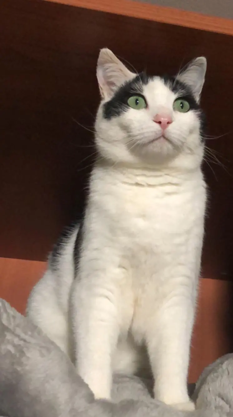 gatta lost   33043 Cividale del Friuli Birba