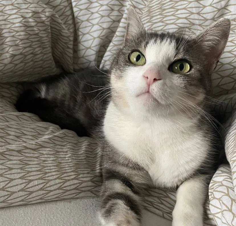 gatta lost   33013 Gemona del Friuli / Glemone Chleo