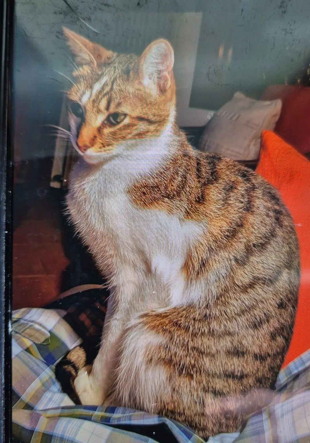 gatta lost   33010 Pagnacco / Pagnà Cleo