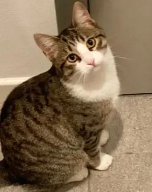 gatta lost   33033 Codroipo / Codroip Lucille