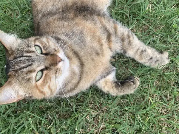 gatta lost   33033 Codroipo / Codroip Lucy