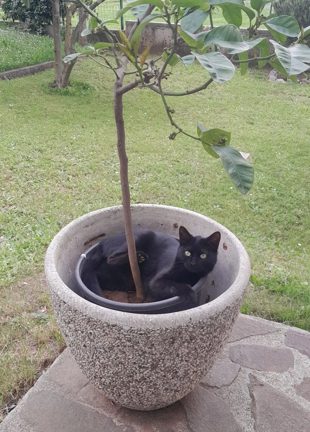 gatta lost   33030 Campoformido / Cjampfuarmit Luna