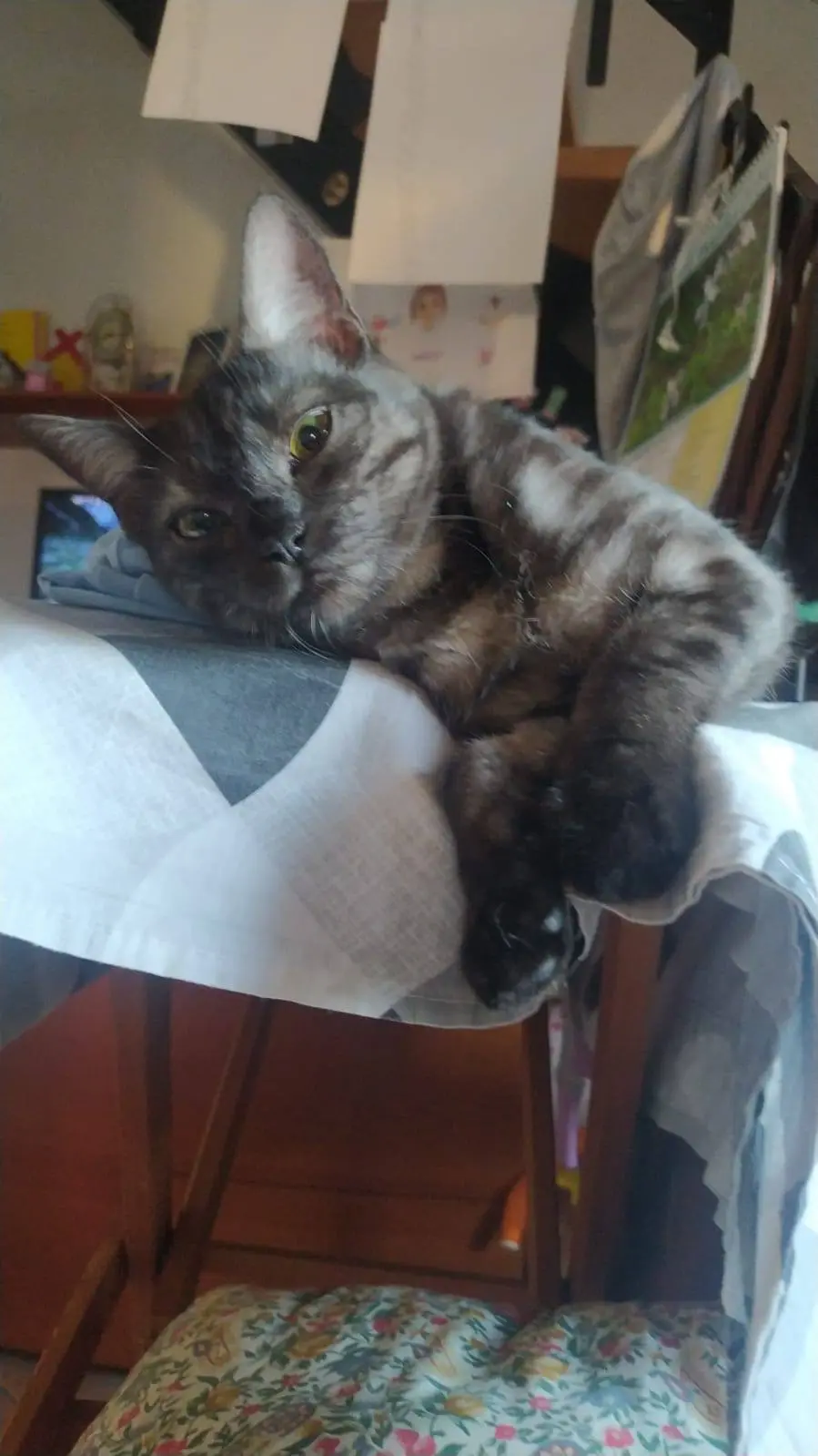 gatta lost   33035 Martignacco / Martignà Luna