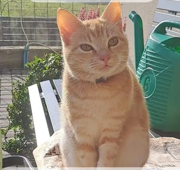 gatta lost   33028 Tolmezzo / Tumieç Minni