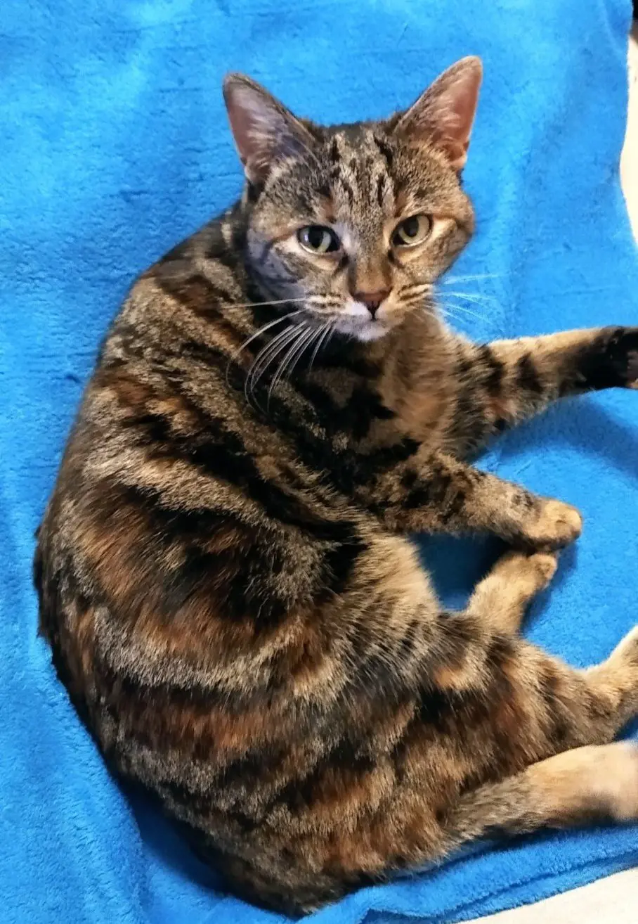 gatta lost   33040 Premariacco Nina