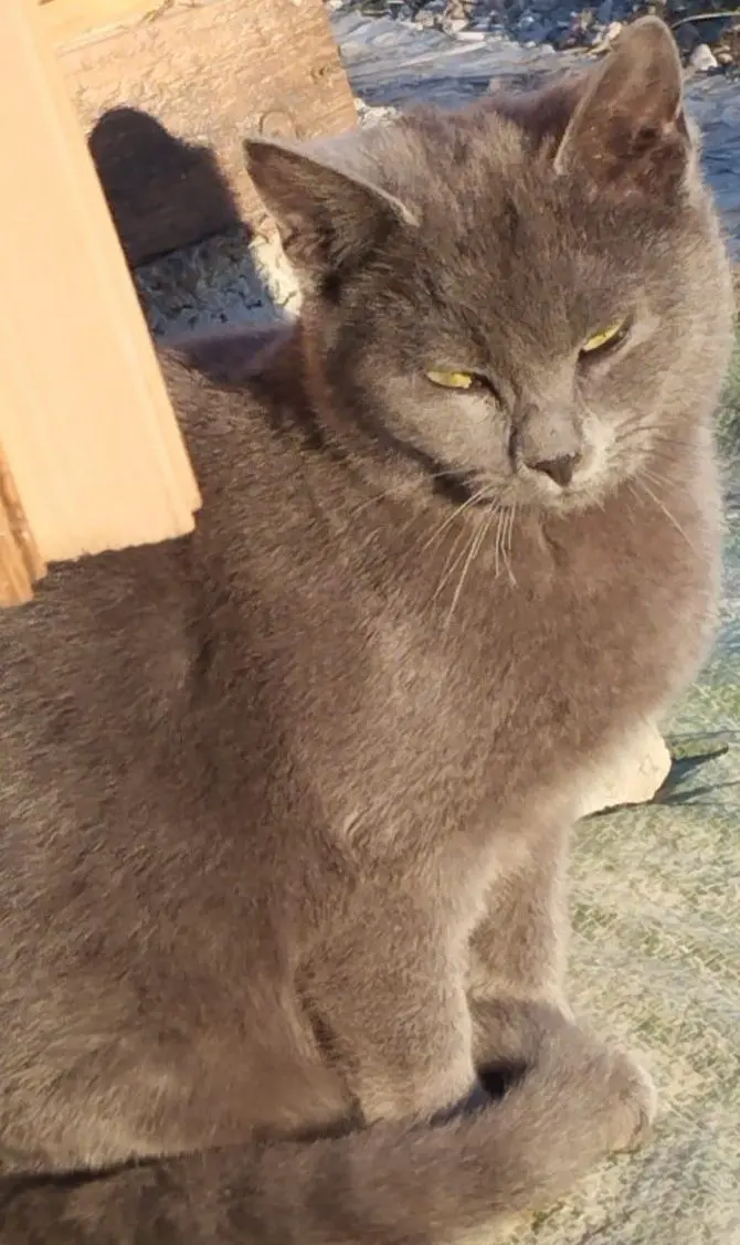 gatta lost   33038 San Daniele del Friuli / San Denêl Pussy